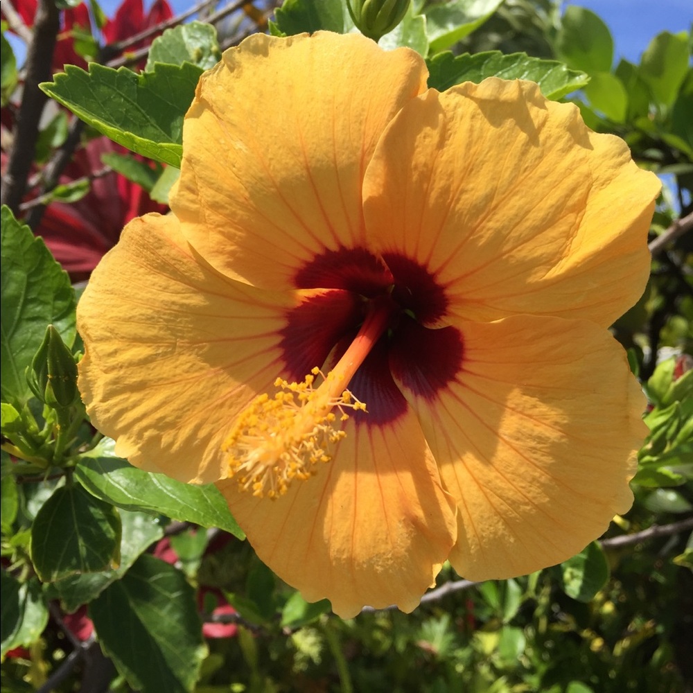 Meet your Posher, Lucy